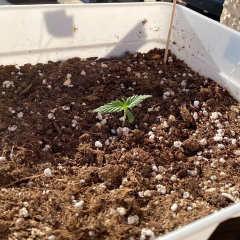 Critical XXL growlog photo: Día 11
