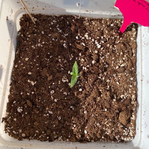 Critical XXL growlog photo: Día 11