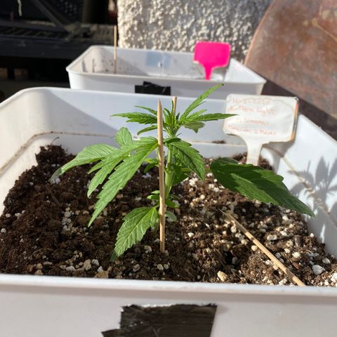 Northtern Light growlog photo: Día 25