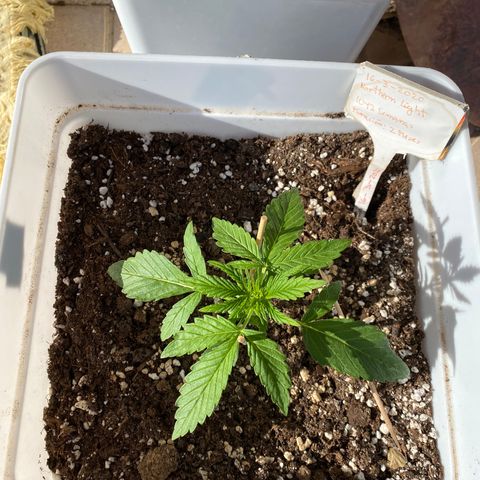Northtern Light growlog photo: Día 25