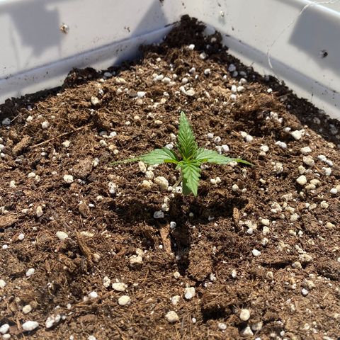 Critical XXL growlog photo: Día 17