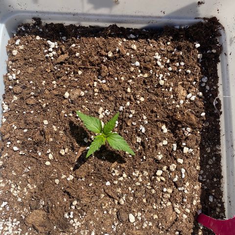 Critical XXL growlog photo: Día 17
