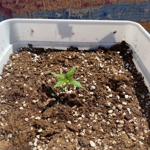 Critical XXL growlog photo: Día 17