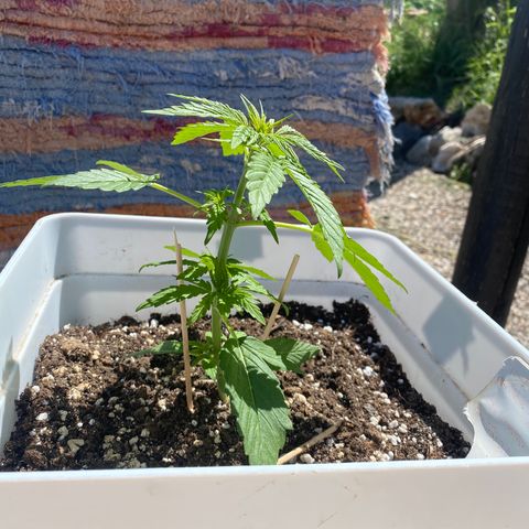 Northtern Light growlog photo: Día 31