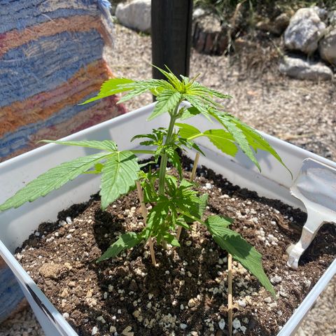 Northtern Light growlog photo: Día 31
