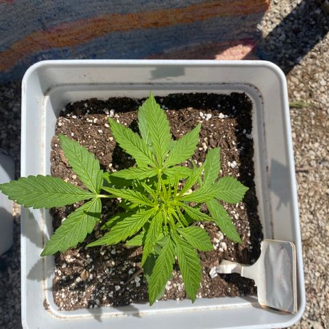 Northtern Light growlog photo: Día 31