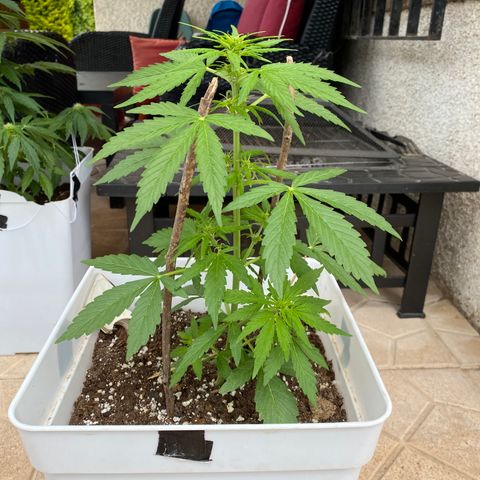 Northtern Light growlog photo: Día 37