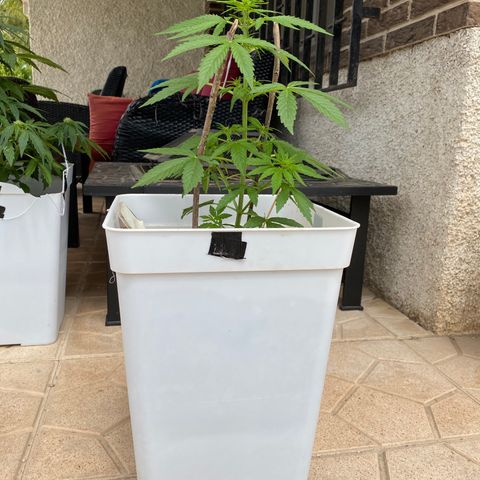 Northtern Light growlog photo: Día 37
