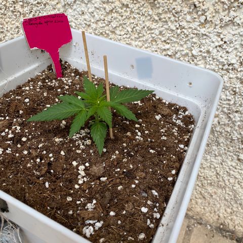 Critical XXL growlog photo: Día 24