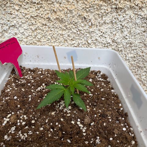 Critical XXL growlog photo: Día 24