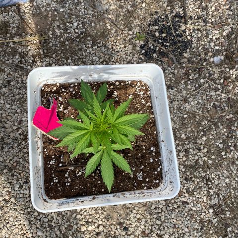 Critical XXL growlog photo: Día 30 14 cm 
