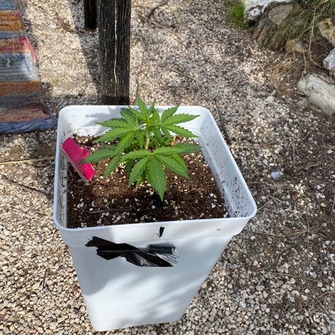 Critical XXL growlog photo: Día 30 14 cm 