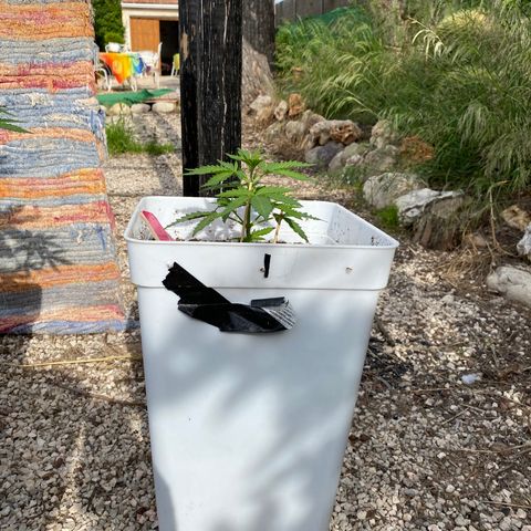 Critical XXL growlog photo: Día 30 14 cm 