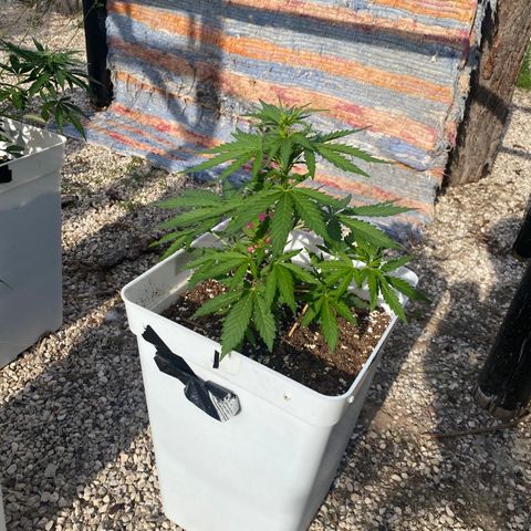 Critical XXL growlog photo: Día 35 Tamaño 20 cm