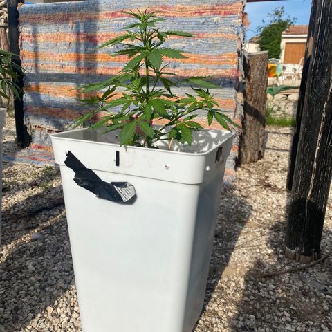 Critical XXL growlog photo: Día 35 Tamaño 20 cm