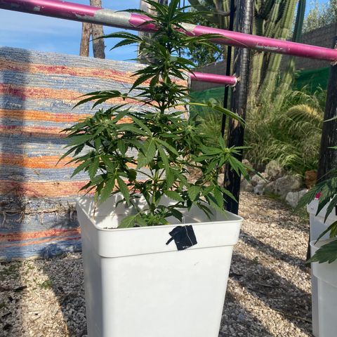 Northtern Light growlog photo: Día 49 tamaño 48 cm 