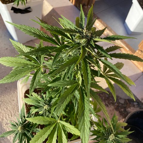 Northtern Light growlog photo: Día 56 tamaño 49