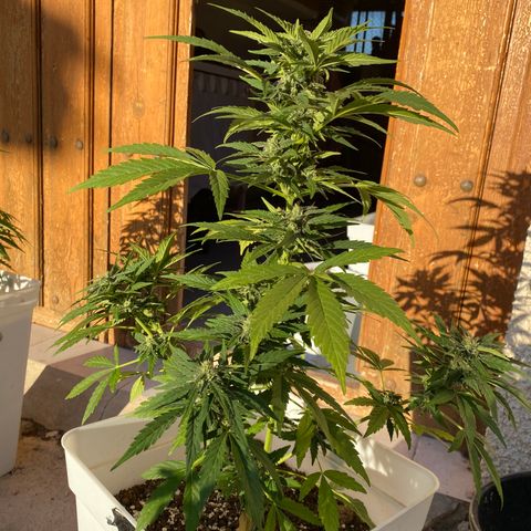 Northtern Light growlog photo: Día 56 tamaño 49