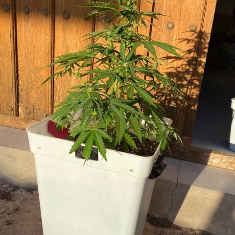 Critical XXL growlog photo: Día 42 tamaño 39 cm 
