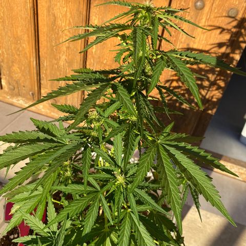 Critical XXL growlog photo: Día 42 tamaño 39 cm 
