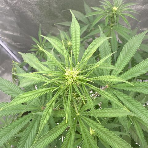 Original Bubble Gum Auto(1) growlog timeline photo