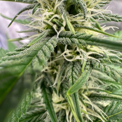 Original Bubble Gum Auto(1) growlog timeline photo