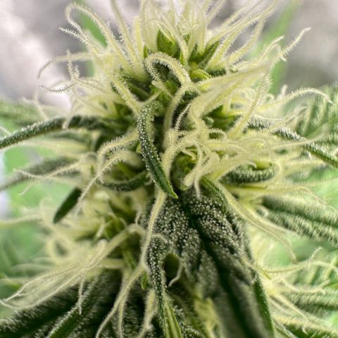 Original Bubble Gum Auto(1) growlog timeline photo