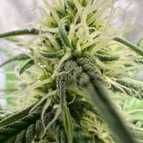 Original Bubble Gum Auto(1) growlog timeline photo