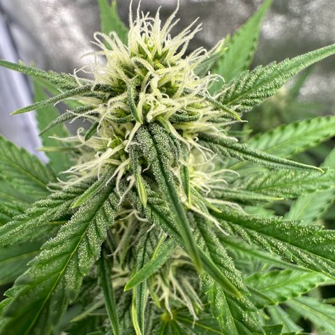 Original Bubble Gum Auto(1) growlog timeline photo