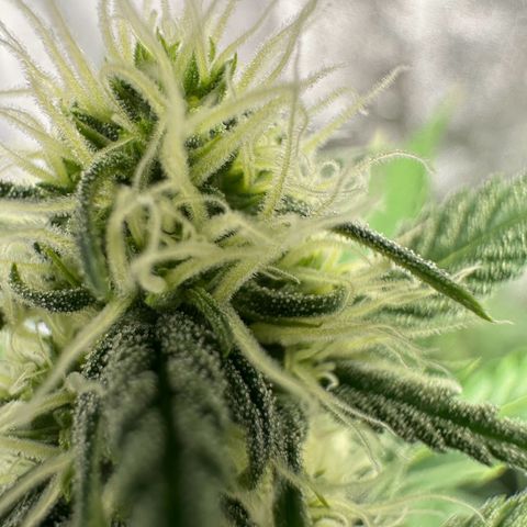 Original Bubble Gum Auto(1) growlog timeline photo