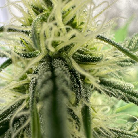 Original Bubble Gum Auto(1) growlog timeline photo