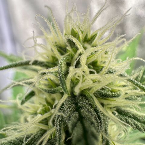 Original Bubble Gum Auto(1) growlog timeline photo