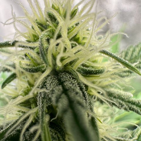 Original Bubble Gum Auto(1) growlog timeline photo