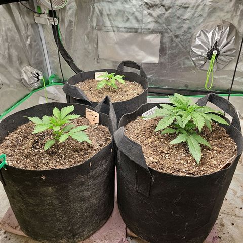 Cookies gelato growlog timeline photo