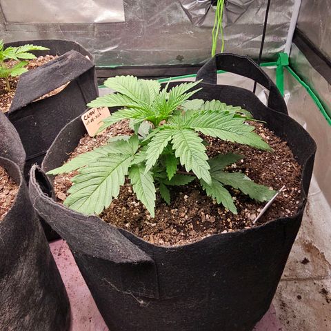 Cereal Milk growlog timeline photo