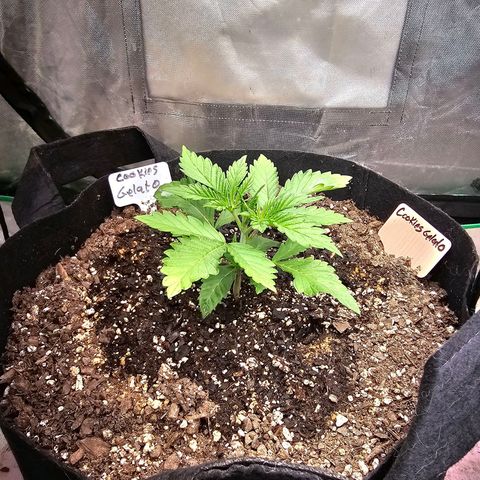 Cookies gelato growlog timeline photo