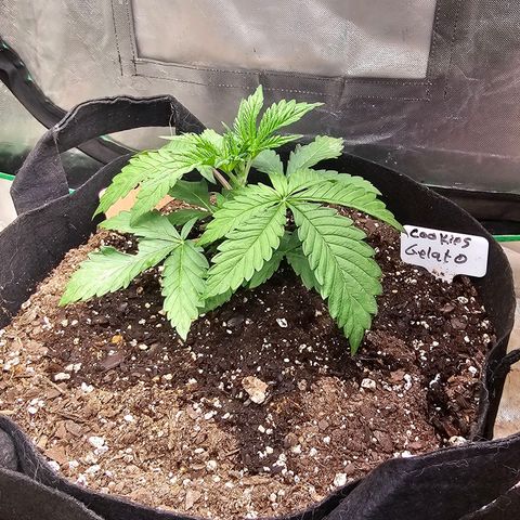 Cookies gelato growlog timeline photo