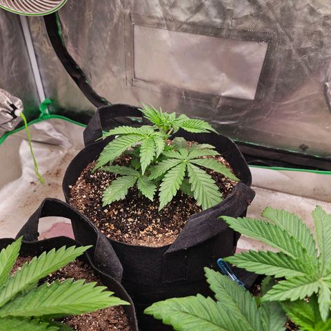 Cookies gelato growlog timeline photo