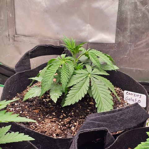 Cookies gelato growlog timeline photo