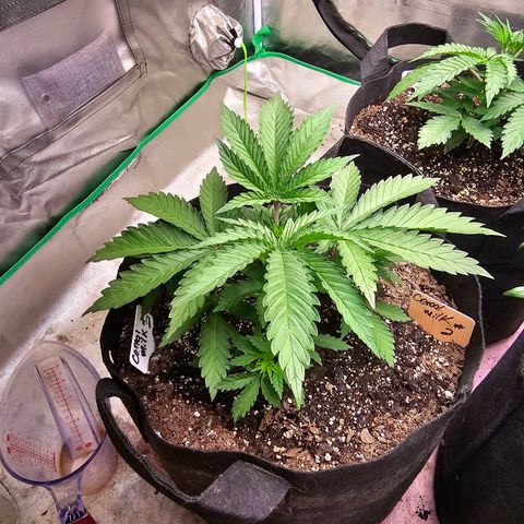 Cereal milk #2 growlog timeline photo