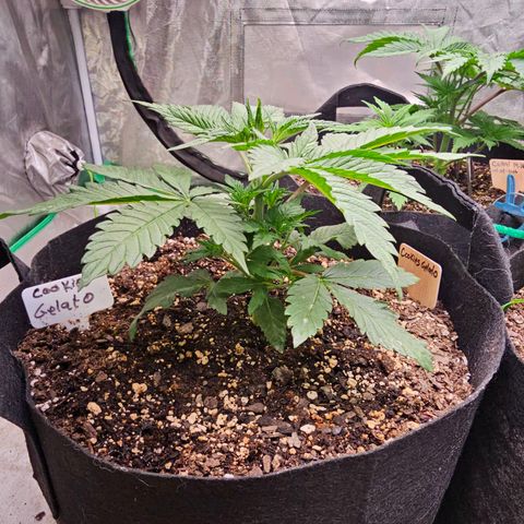 Cookies gelato growlog timeline photo