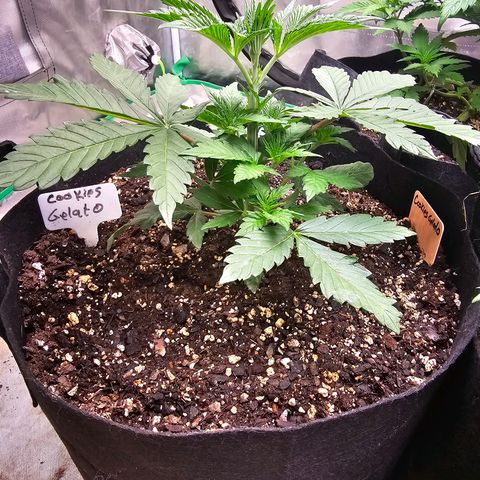 Cookies gelato growlog timeline photo