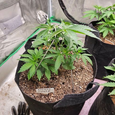 Cookies gelato growlog timeline photo