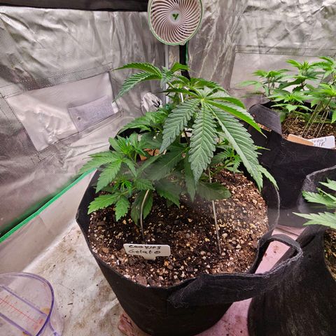 Cookies gelato growlog timeline photo