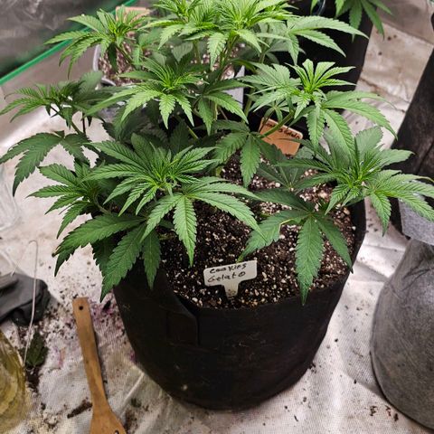 Cookies gelato growlog timeline photo