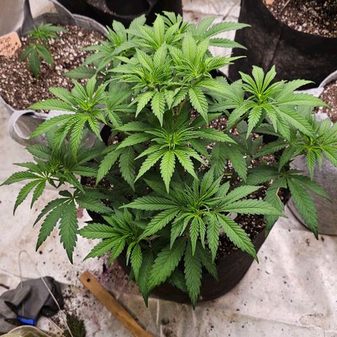 Cookies gelato growlog timeline photo