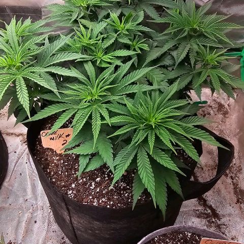 Cereal milk #2 growlog timeline photo