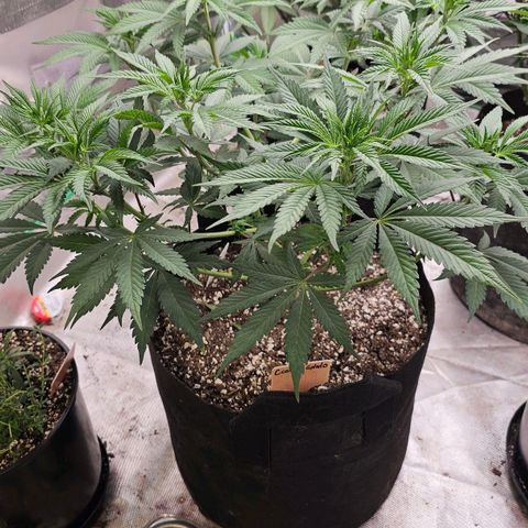 Cookies gelato growlog timeline photo