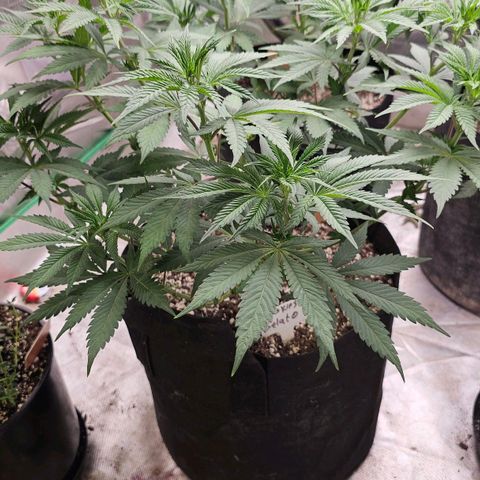 Cookies gelato growlog timeline photo