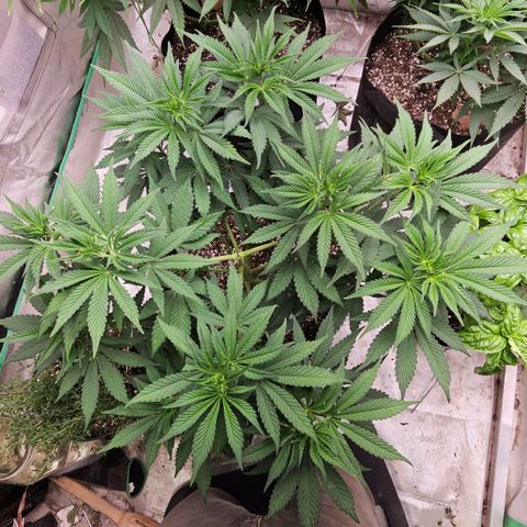 Cookies gelato growlog timeline photo